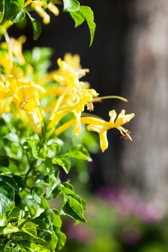 honeysuckle