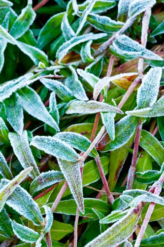 frost