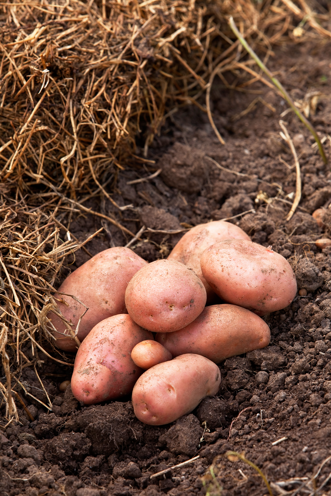 Dons Tips Potatoes Burkes Backyard Dons Tips Potatoes Burkes Backyard