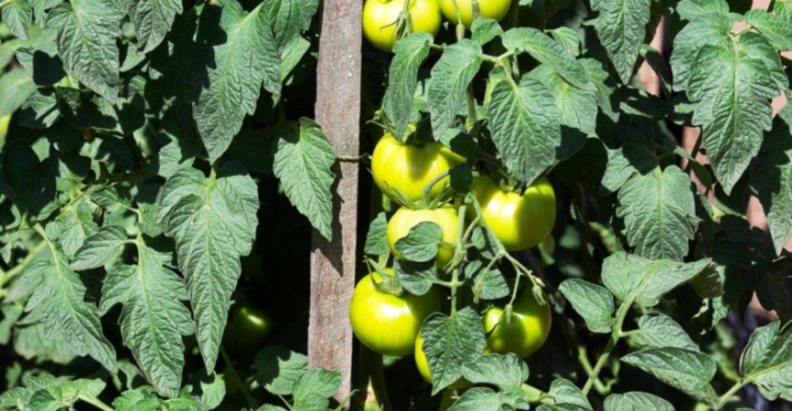 Giant Tomato Bushes - large fruiting tomato plants