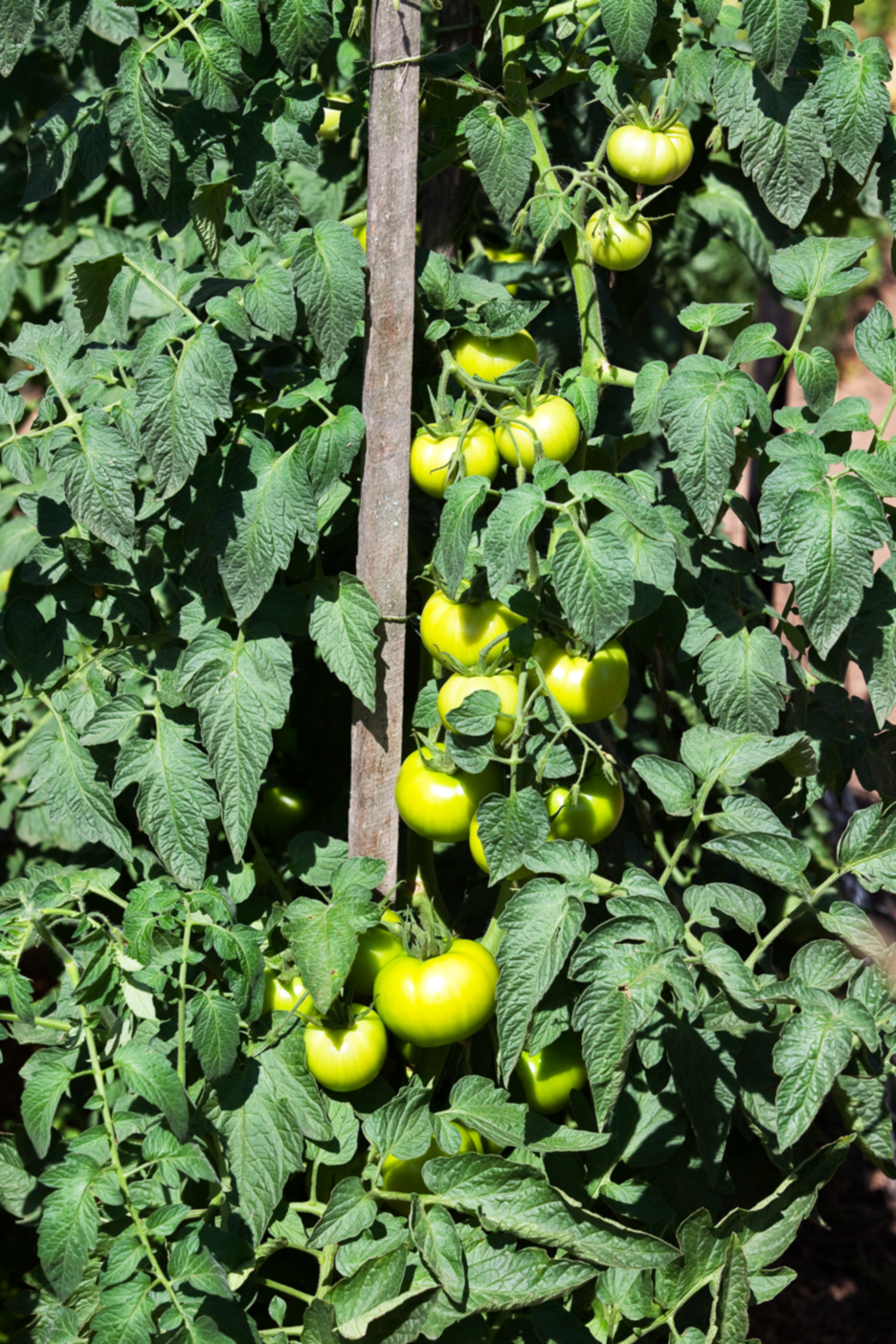 Giant Tomato Bushes HELP Burke�s Backyard
