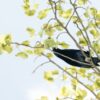bowerbird