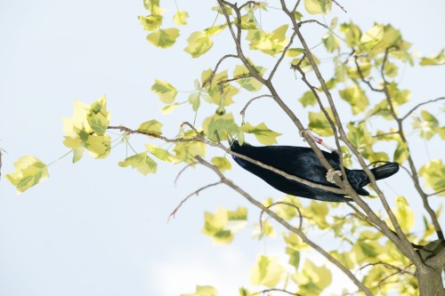 bowerbird