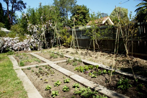 vegie patch