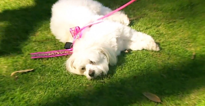 Moody Maltese Dog - a maltese dog slumped on the ground.