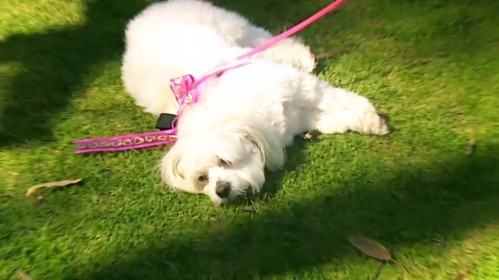 Moody Maltese Dog