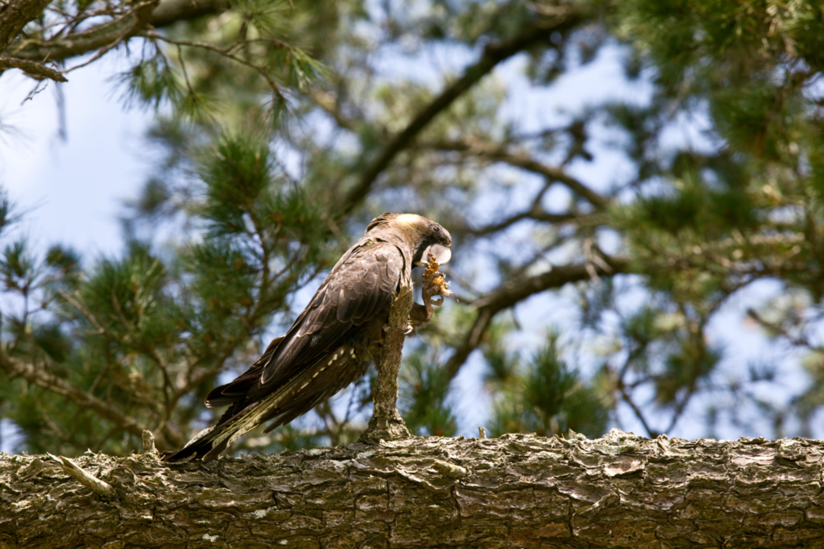 black cockatoo