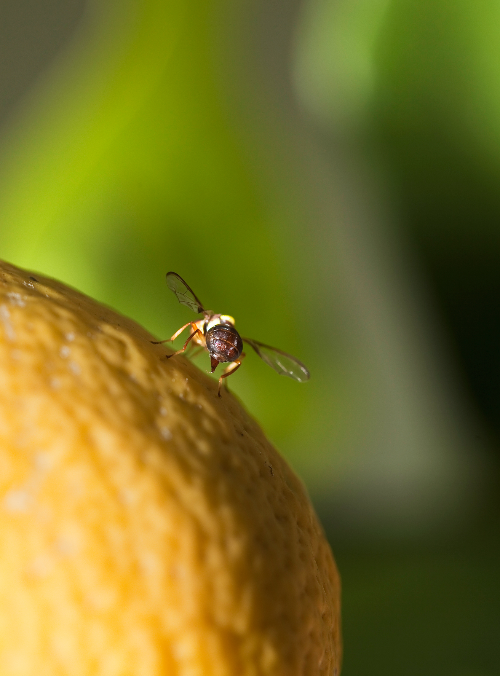 fruit fly