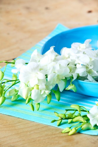orchids