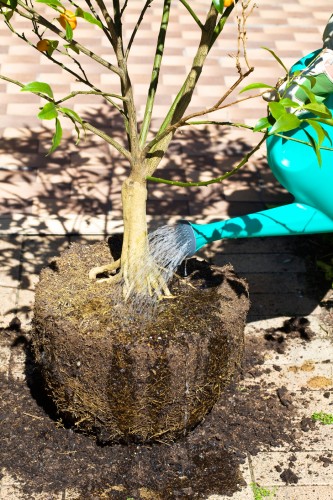 soil