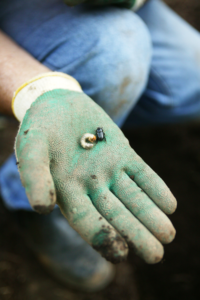 Don’s Tips Lawn Beetles Burke's Backyard