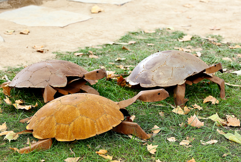 turtles