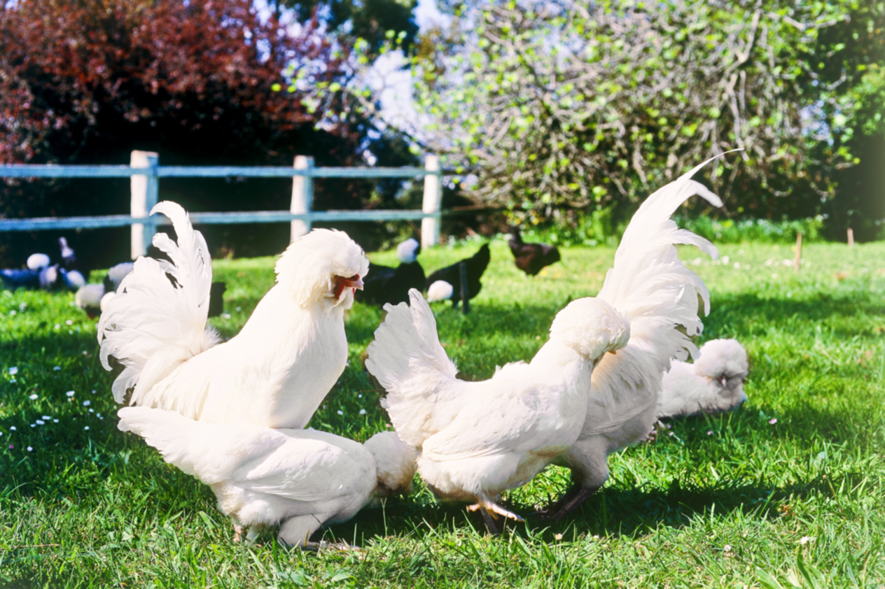 smaller chooks