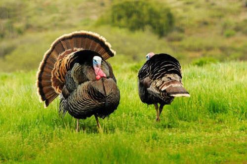 Turkeys