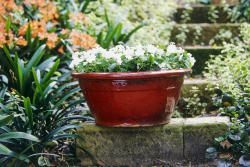 White Impatiens