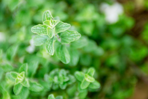 oregano