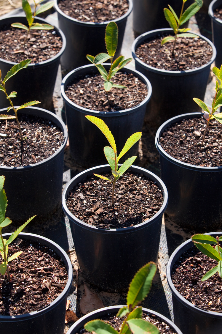 seedlings