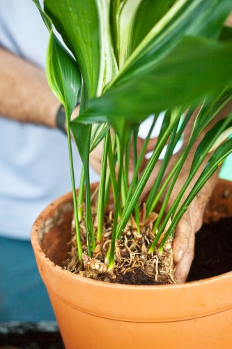 repotting