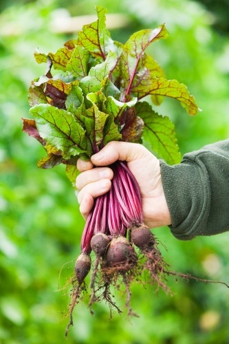 beetroots