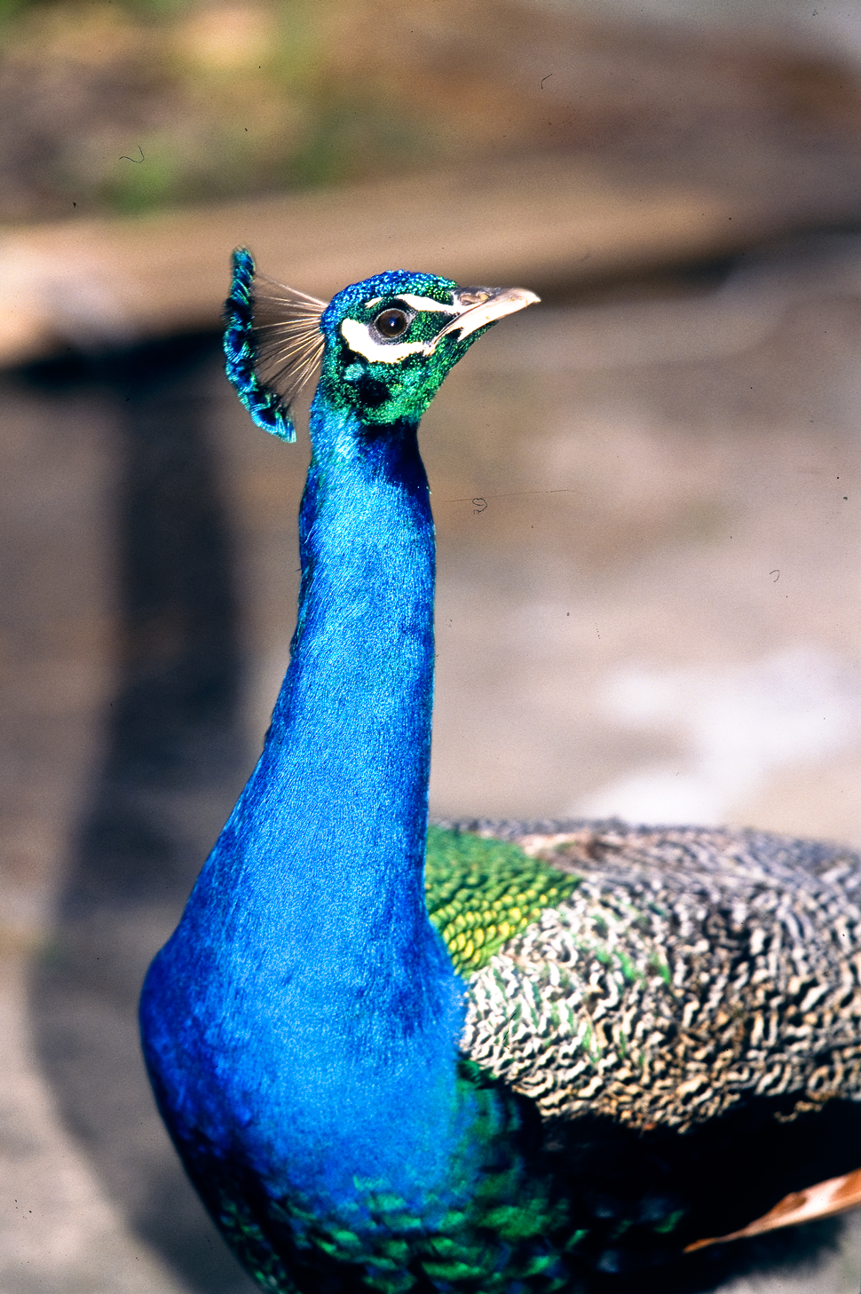 Peacock