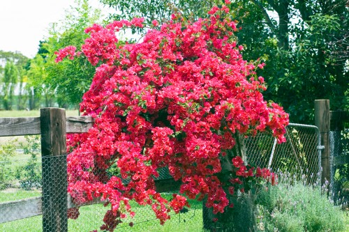 Bougainvilleas