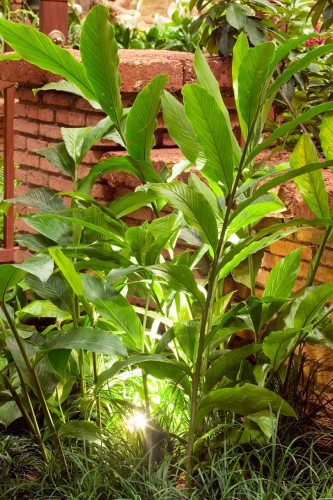 Garden Lights