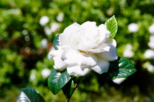 Gardenias