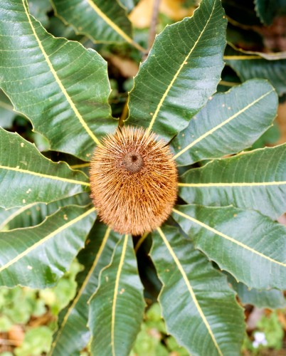 Plants for Wet Spots