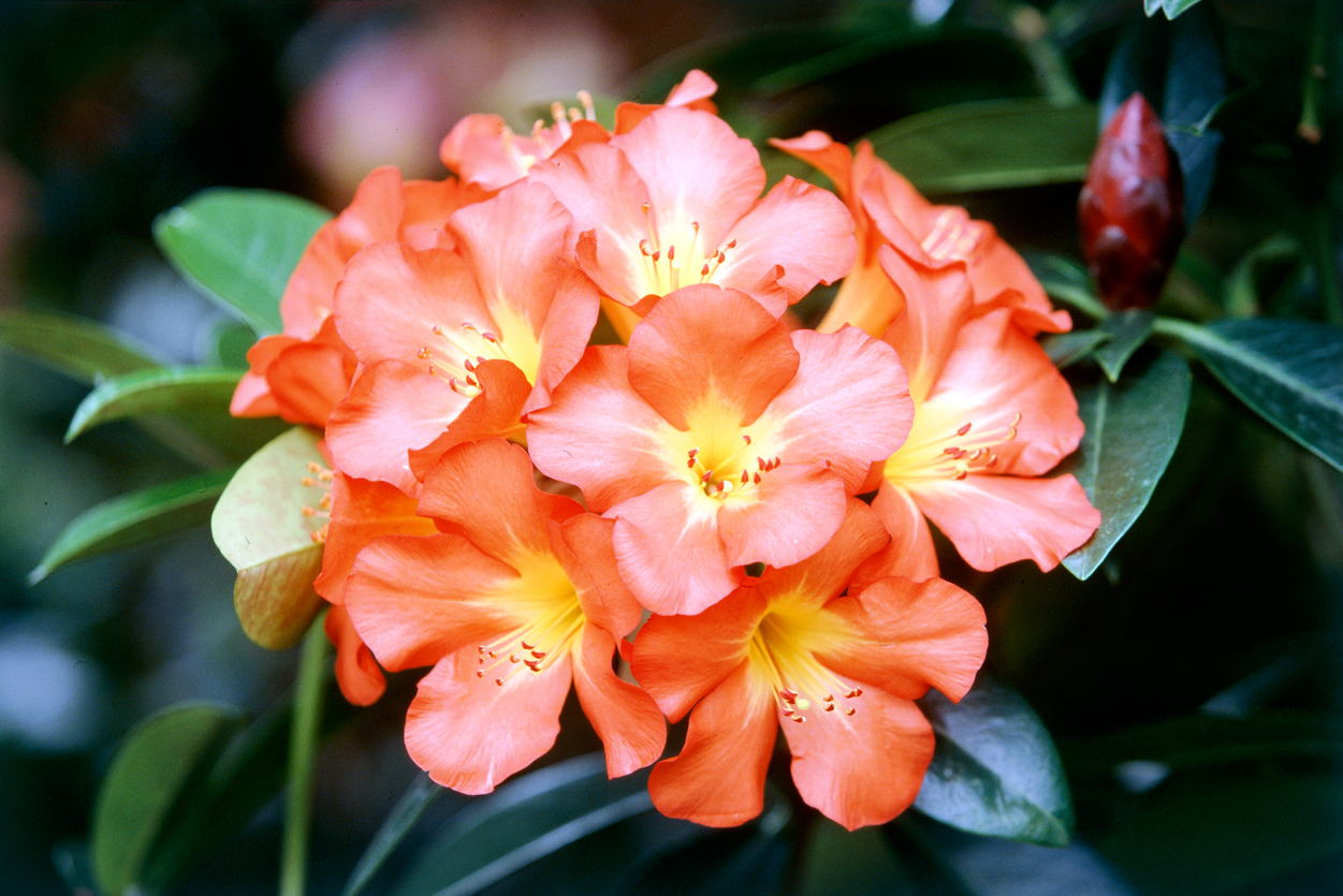 Best Climbing Plants Burke�s Backyard