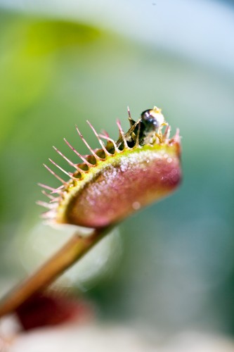 Venus Fly Trap