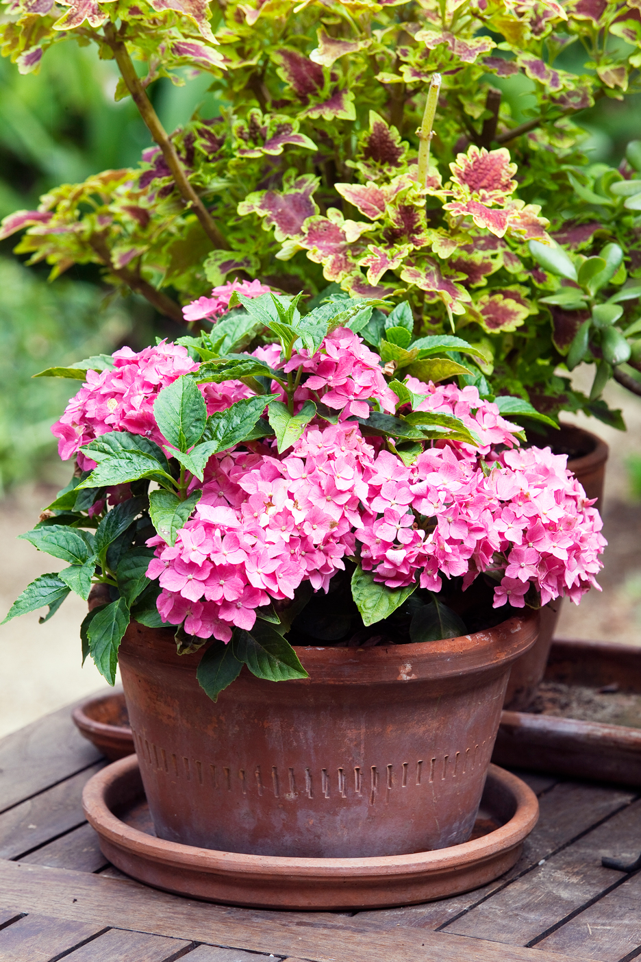 Dwarf Hydrangeas