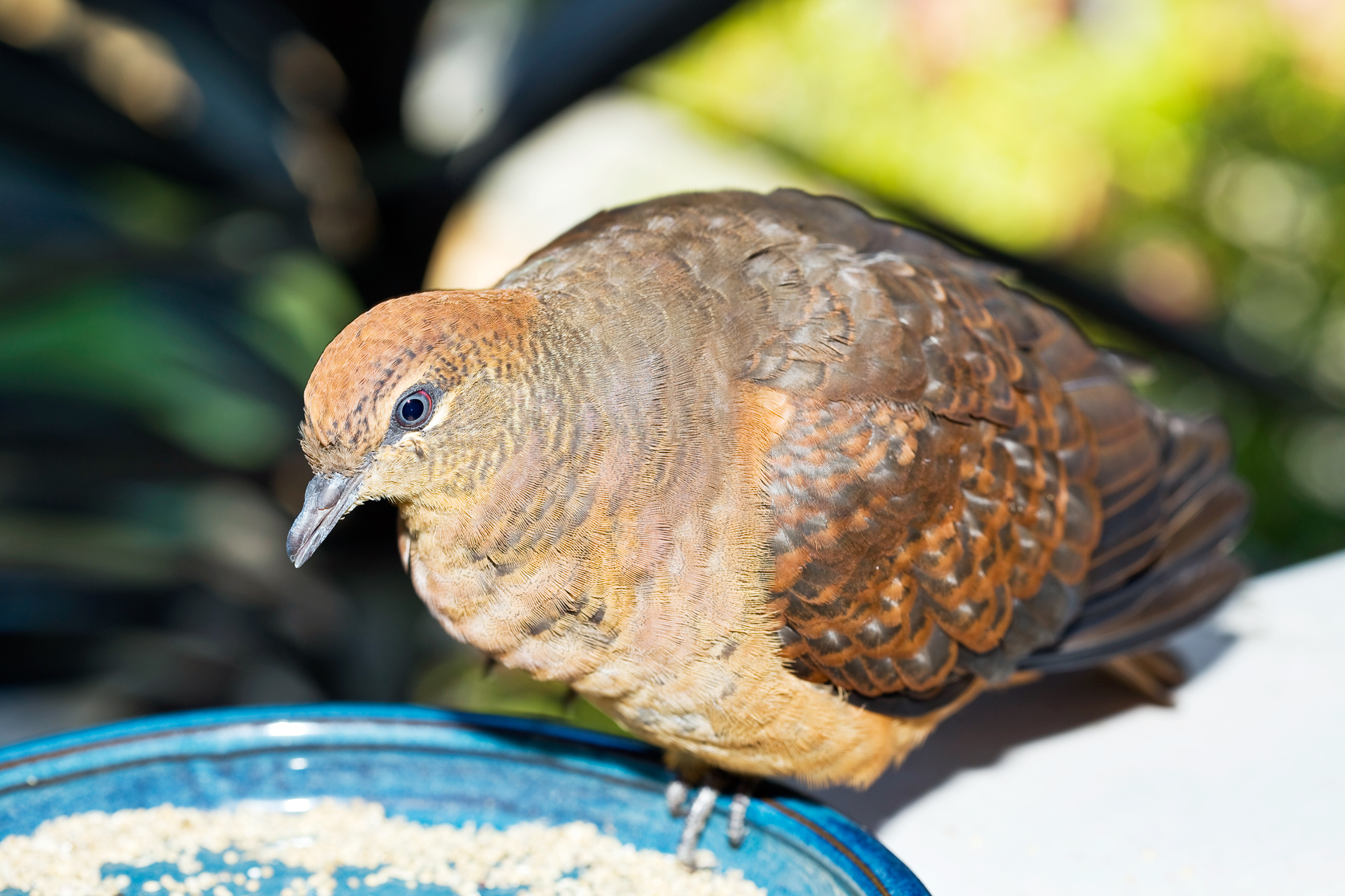 stray bird