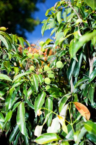 Tropical Plants