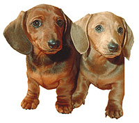 dachshund2_14