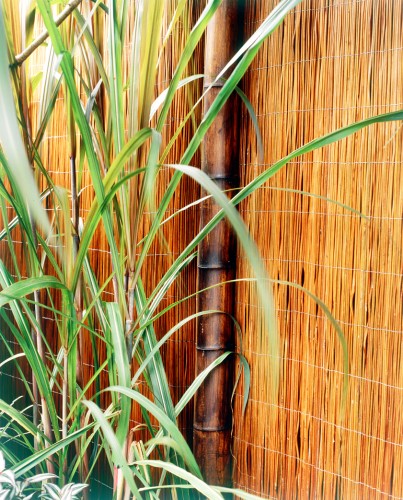 Bamboo screen