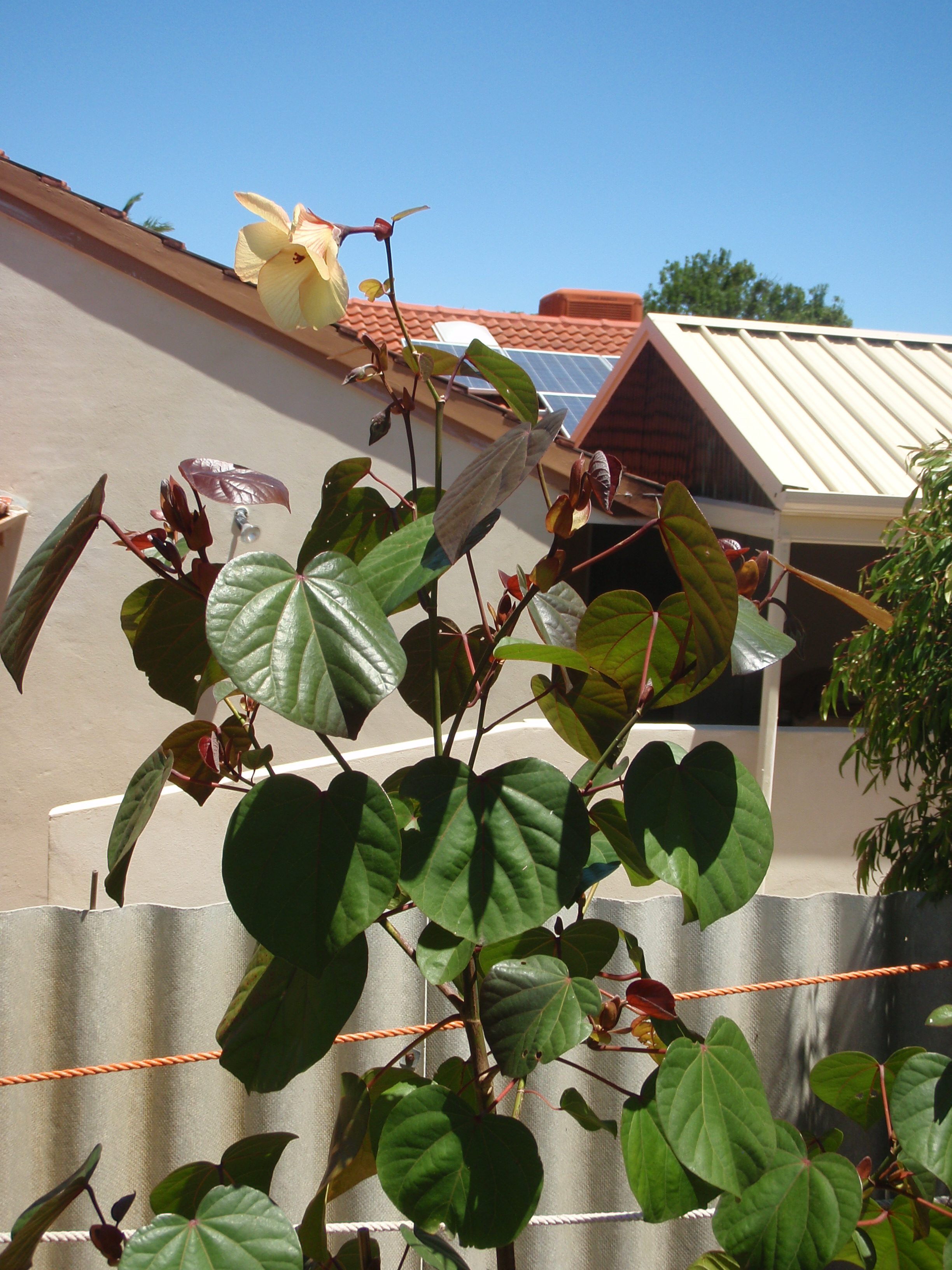 I've just planted three 2 meter native hibiscus