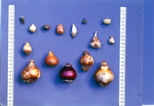 Bulbs