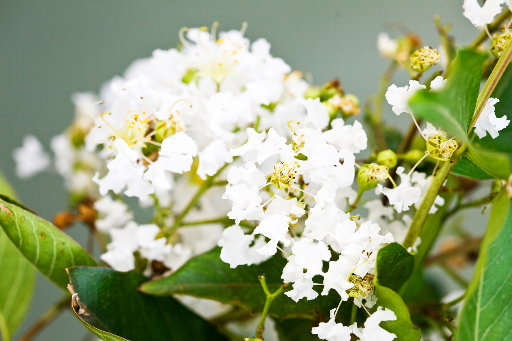 Crepe Myrtle