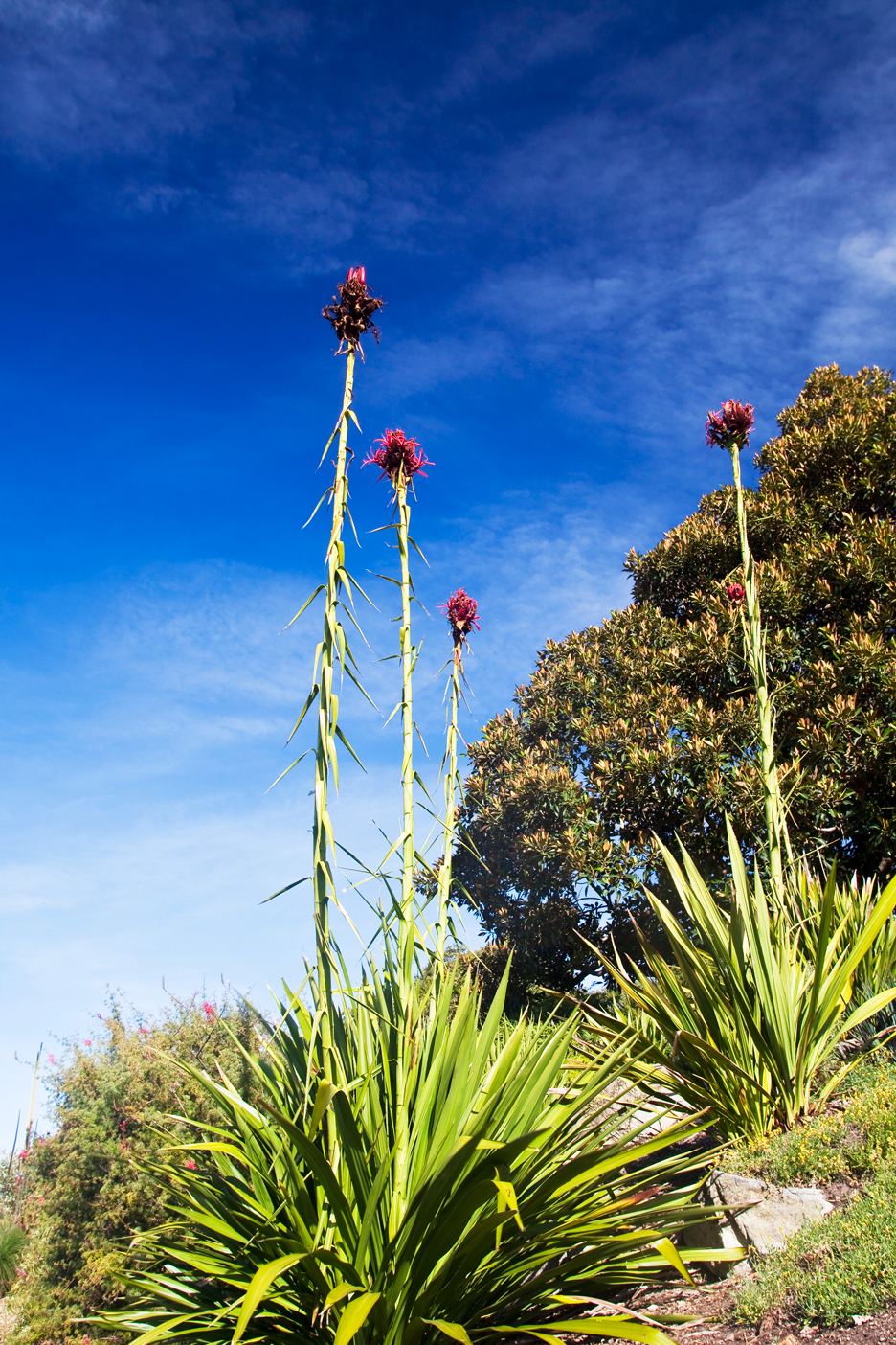 feature plants