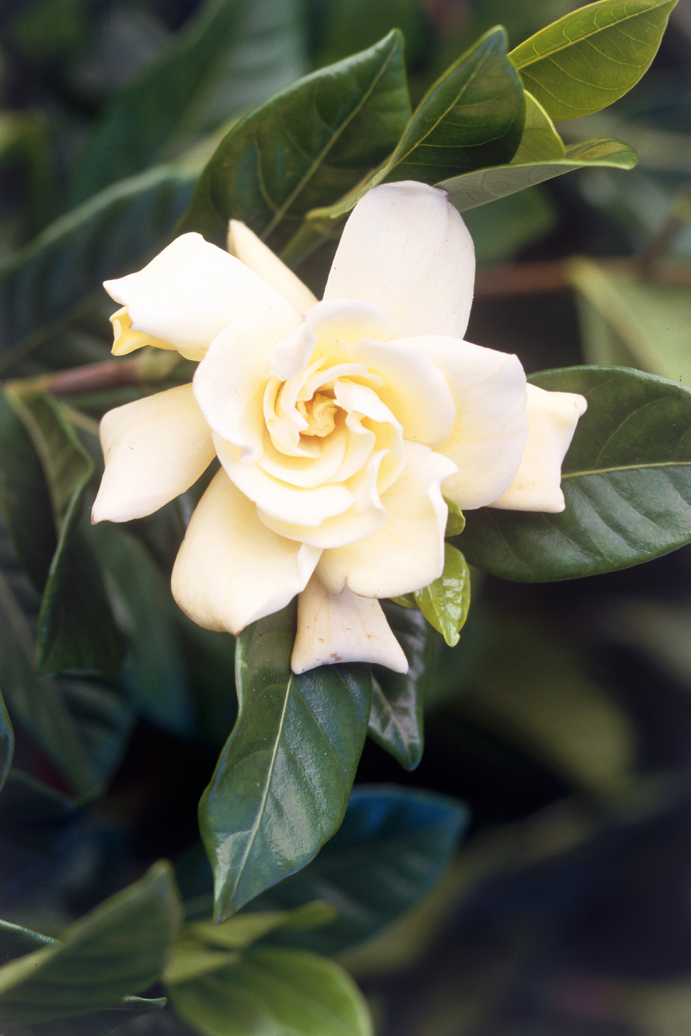 Gardenia flower