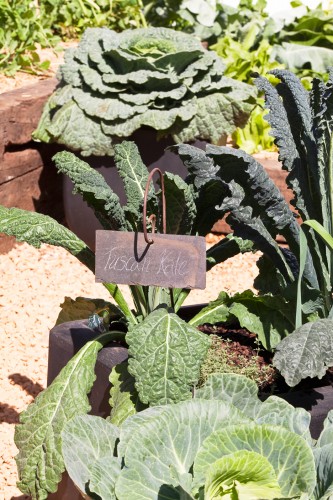 Kale