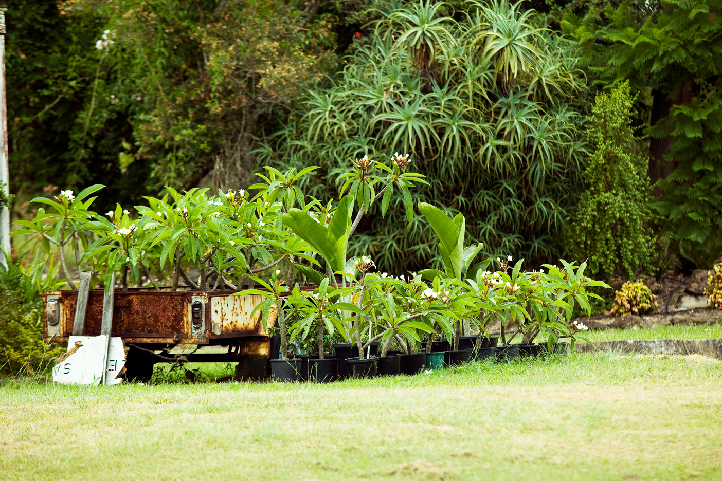 Don's Tips Striking Frangipani Burke's Backyard