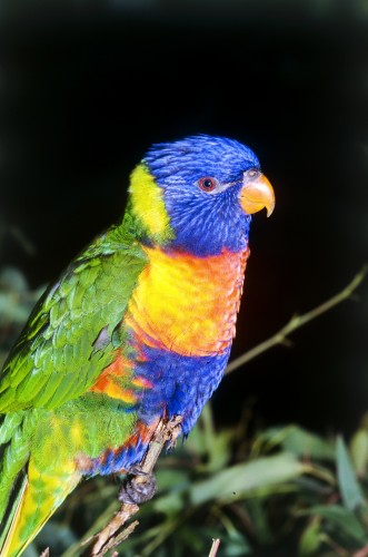 Weird Birds