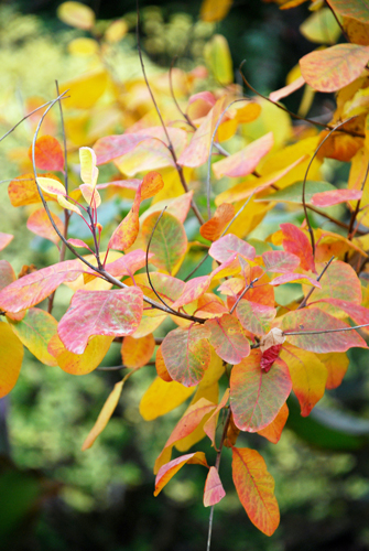 autumn leaves