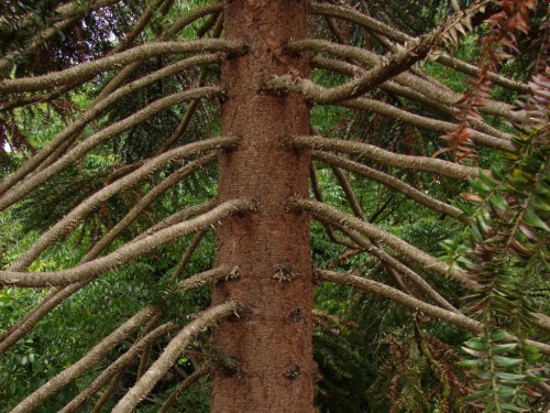 Don's Tips: The Dreaded Bunya Tree - Burke's Backyard