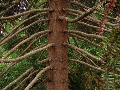 Bunya Pine / Photo by Tatiana Gerus / CC BY