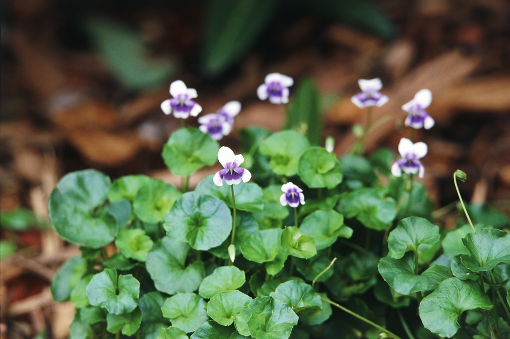 Australian Native Violet