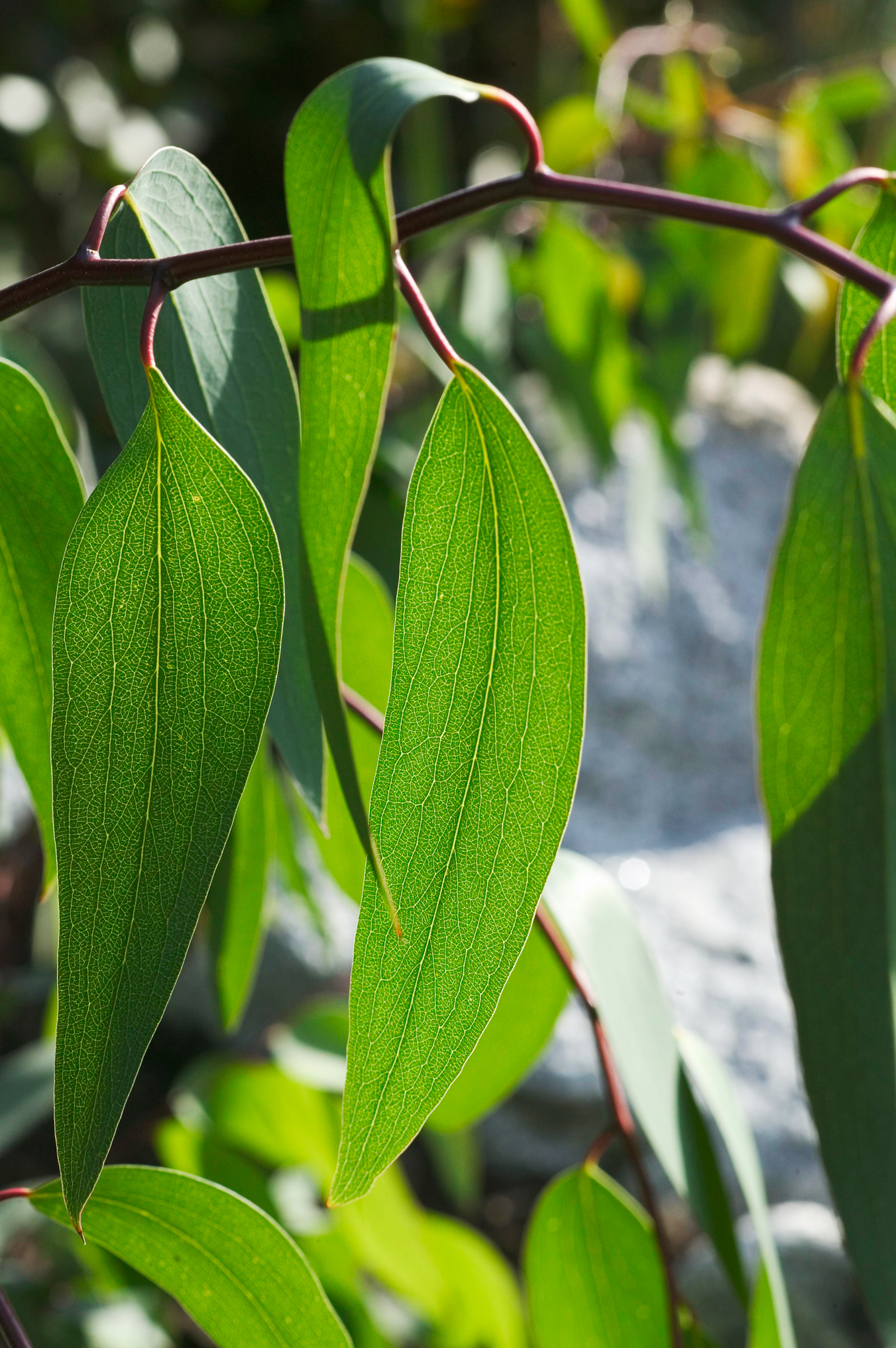 Eucalyptus leaves