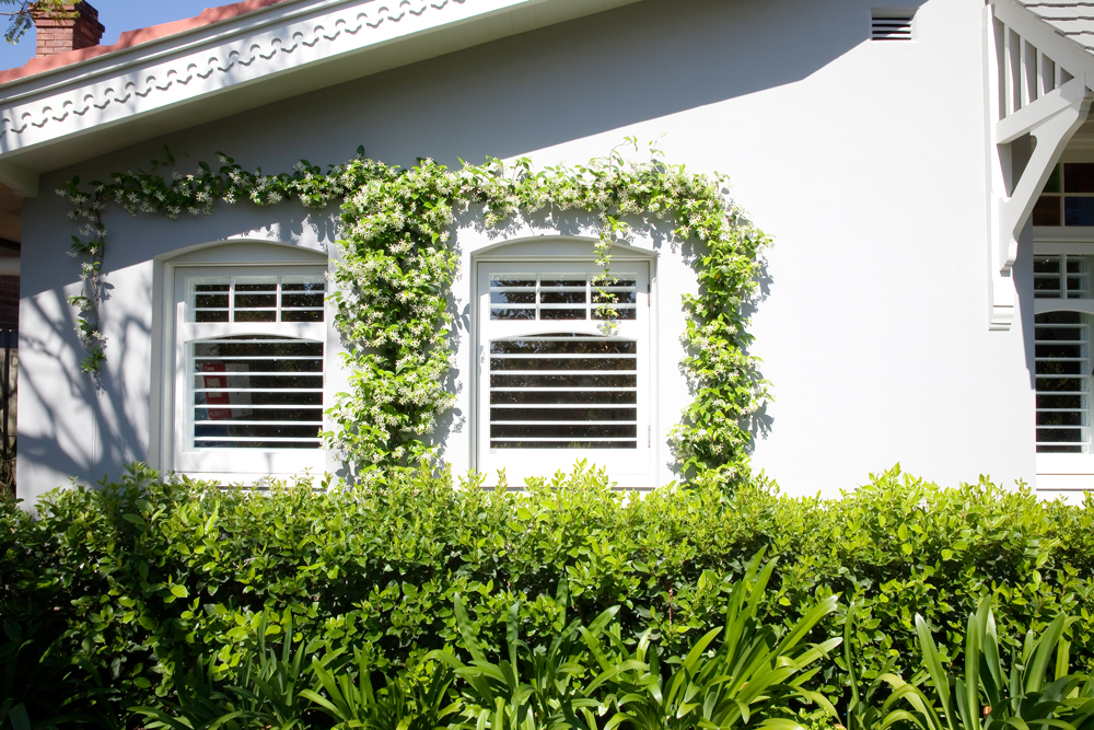 Climbing Plants