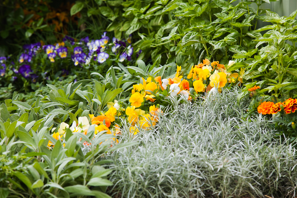Don s Tips Sprucing Up Bland Gardens Burke s Backyard